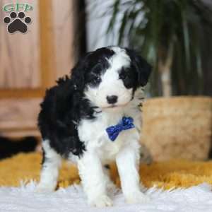 Thumper, Mini Sheepadoodle Puppy